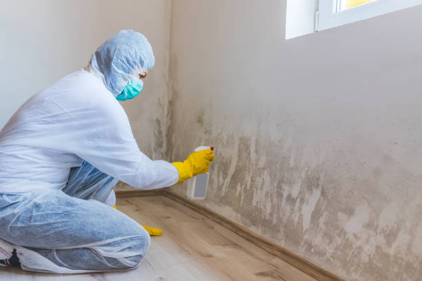 Best Attic Mold Removal  in Hudson, NY